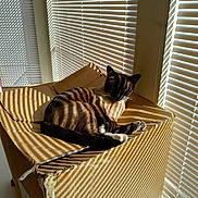 Nugget joined the competition — help win amazing prizes! cat, cardboard_box, sunlight, shadows, blinds, striped, indoor, pet, relaxed, feline, window, light, shadow_pattern, box, animal, resting, brown, white, cozy, quiet