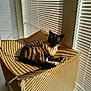 cat, cardboard_box, sunlight, shadows, blinds, striped, indoor, pet, relaxed, feline, window, light, shadow_pattern, box, animal, resting, brown, white, cozy, quiet