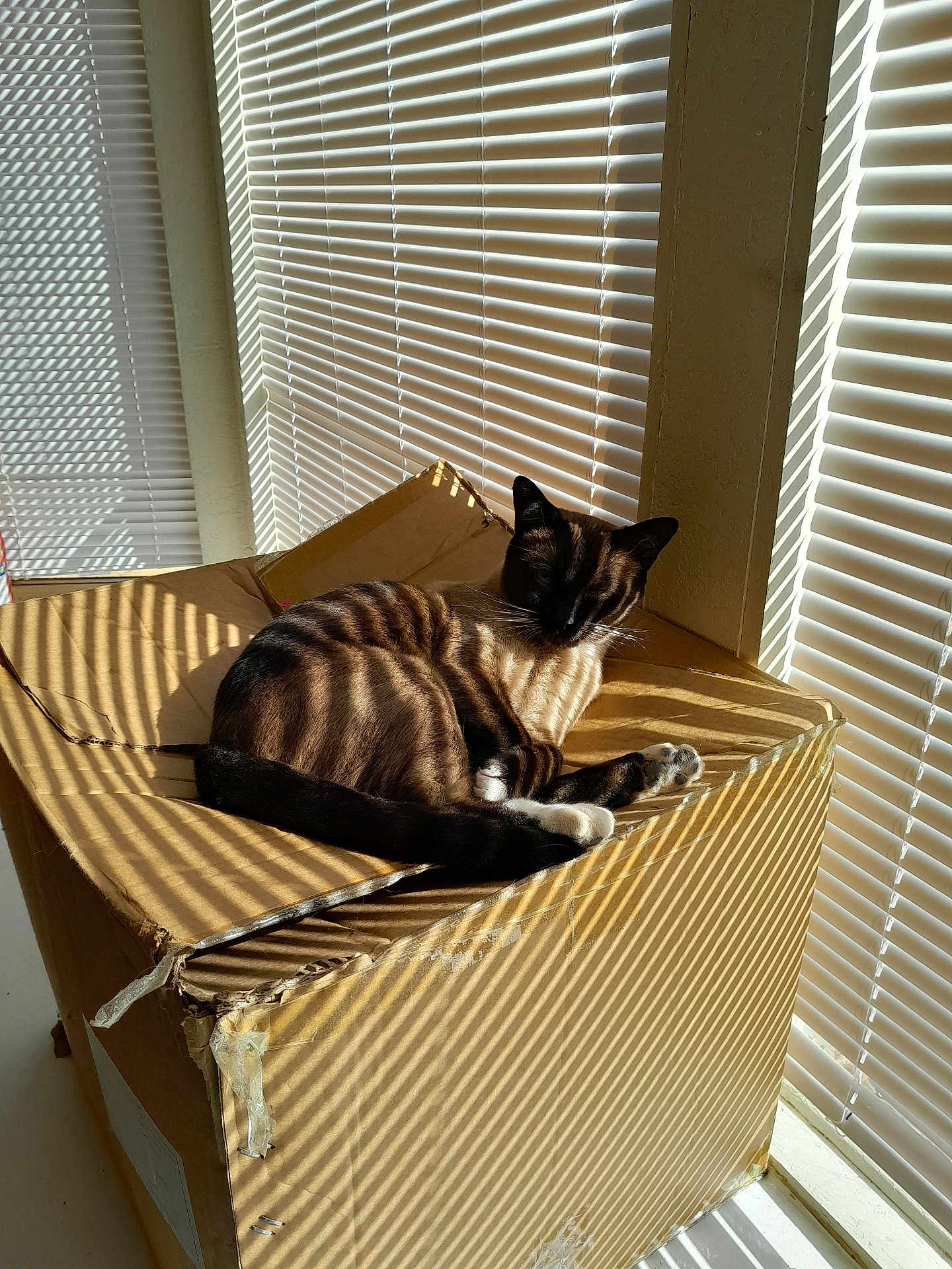 Nugget joined the competition — help win amazing prizes! cat, cardboard_box, sunlight, shadows, blinds, striped, indoor, pet, relaxed, feline, window, light, shadow_pattern, box, animal, resting, brown, white, cozy, quiet