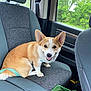 Maz joined the competition — help win amazing prizes! animal, car_interior, collar, corgi, cute, daylight, dog, ears, fur, greenery, happy, leash, passenger_seat, pet, road_trip, seat, seatbelt, smiling, transportation, window