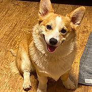 Maz joined the competition — help win amazing prizes! animal, canine, companion, corgi, cute, dog, domestic_animal, ears, floor, friendly, fur, happy, household, indoor, mammal, pet, sitting, smiling, tongue, wooden_floor