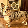 Blueberry joined the competition — help win amazing prizes! dog, corgi, one-eyed, pet, indoor, carpet, collar, furniture, blanket, brown, white, black, tan, standing, looking, curious, cute, animal, domestic, home