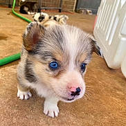 Blueberry joined the competition — help win amazing prizes! puppy, dog, blue_eyes, close_up, cute, pet, animal, fur, nose, whiskers, outdoor, concrete, young, small, mammal, playful, domestic, canine, background_blur, adorable