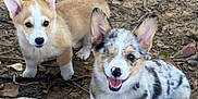 Blueberry is registered to the contest to win money with this photo: puppy, dog, corgi, outdoor, animal, pet, cute, fur, playful, young, brown, white, black, happy, smiling, nature, ground, leaf, two, canine