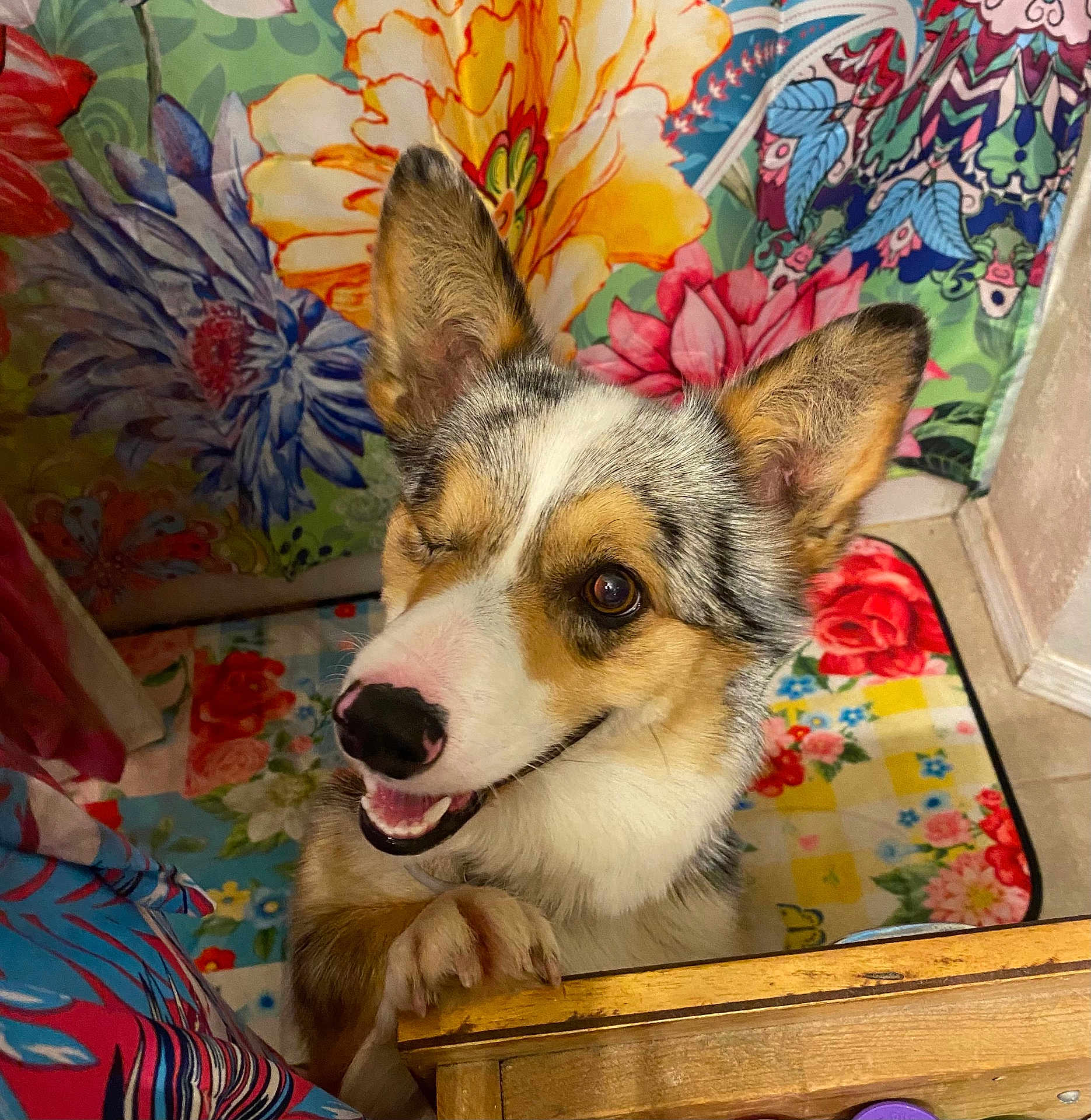 Blueberry joined the competition — help win amazing prizes! dog, one_eyed, smiling, happy, pet, animal, ears, paw, wooden_surface, floral_pattern, colorful_background, indoor, cute, portrait, playful, canine, fur, nose, tongue, eye