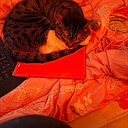 Cuco joined the competition — help win amazing prizes! cat, tabby_cat, sleeping, curled_up, blanket, orange_blanket, butterfly_pattern, folder, red_folder, laptop_keyboard, cozy, indoor, pet, resting, fur, whiskers, paw, bedroom, soft, warm_lighting