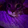 Cuco joined the competition — help win amazing prizes! cat, close_up, purple_lighting, bedspread, floral_pattern, whiskers, feline, curious, indoor, pet, animal, face, portrait, bed, domestic_cat, night_light, soft_texture, cute, mammal, eyes