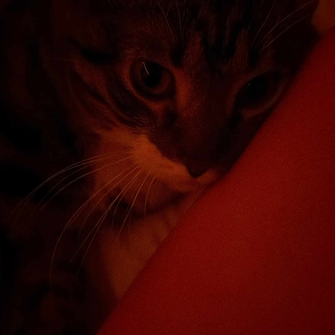 Cuco is registered to the contest to win money with this photo: cat, close_up, dim_lighting, whiskers, feline, indoor, resting, face, animal, pet, tabby, soft_light, shadow, cozy, warm_colors, fur, quiet, intimate, domestic, companion