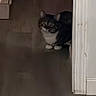 cat, indoor, floor, doorway, shadow, animal, pet, quiet, dim, blur, feline, resting, home, corner, dark, still, tabby, whiskers, paws