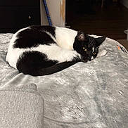 Colby is registered to the contest to win money with this photo: cat, black_and_white, curled_up, blanket, bed, indoor, pet, feline, resting, cozy, fur, animal, cute, relaxed, sleepy, domestic, comfort, soft, warm, quiet
