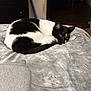cat, black_and_white, curled_up, blanket, bed, indoor, pet, feline, resting, cozy, fur, animal, cute, relaxed, sleepy, domestic, comfort, soft, warm, quiet