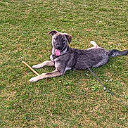 Le Chien participe au concours pour gagner de l'argent avec cette photo : dog, grass, stick, leash, outdoor, canine, pet, animal, playful, tongue_out, field, nature, muzzle, fur, paw, relaxed, daylight, cute, lying_down, happy