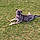 Le Chien