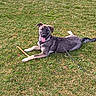 dog, grass, stick, leash, outdoor, canine, pet, animal, playful, tongue_out, field, nature, muzzle, fur, paw, relaxed, daylight, cute, lying_down, happy