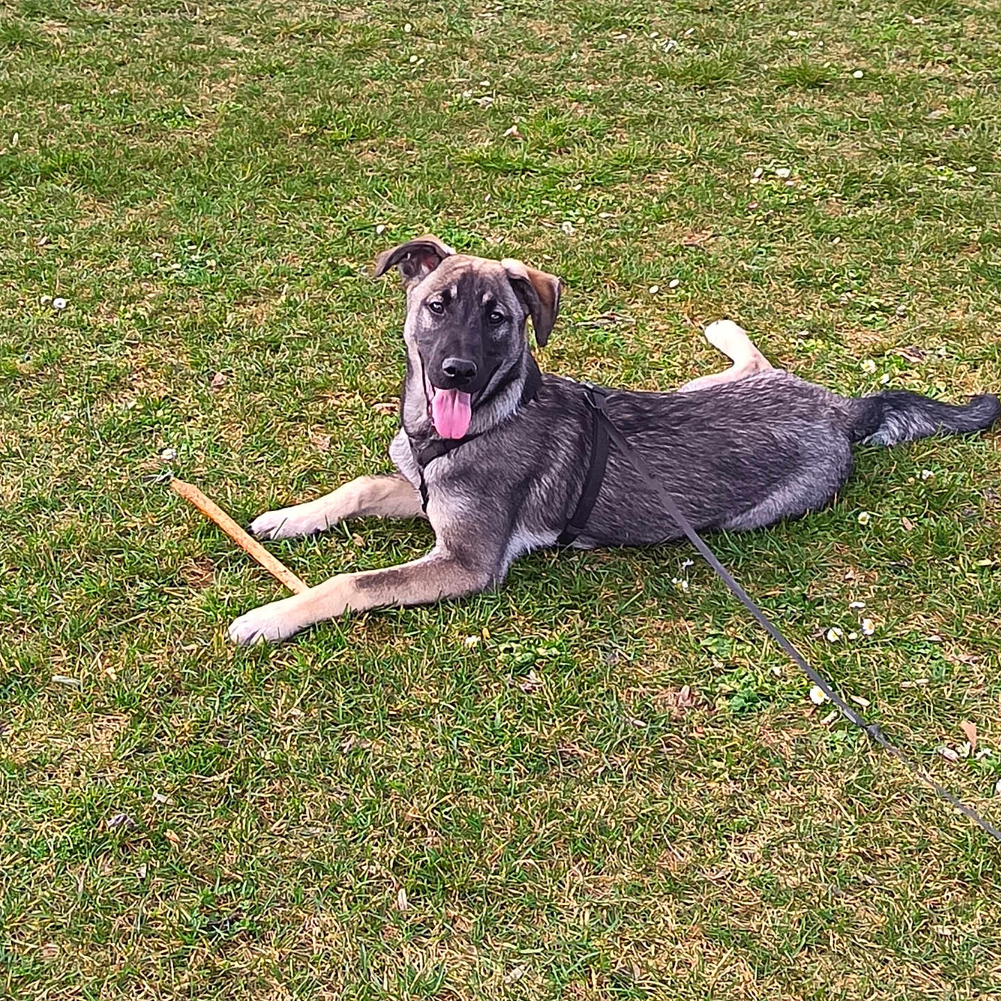 Le Chien