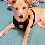 Willow joined the competition — help win amazing prizes! dog, canine, pet, light_brown, black_harness, lying_down, blanket, bed, indoor, comfortable, curious, ears_up, fur, muzzle, paw, resting, domestic_animal, companion, cute, animal