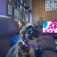Meka is registered to the contest to win money with this photo: cat, tortoiseshell, collar, bell, couch, indoor, living_room, wood_paneling, picture_frames, television, blurry, close_up, pet, feline, purple, fur, whiskers, ears, home, furniture