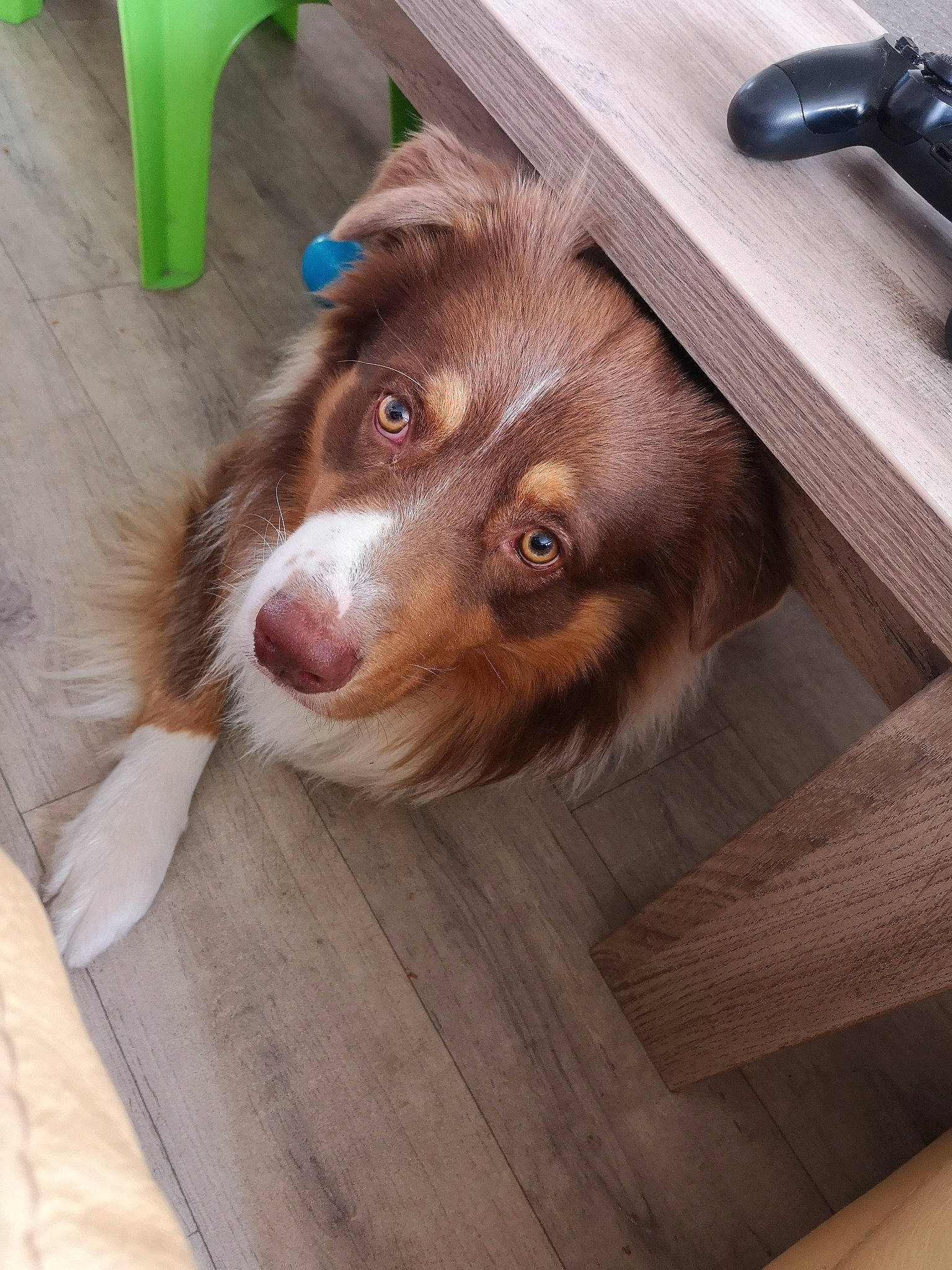 Nikson participe au concours pour gagner de l'argent avec cette photo : australian_shepherd, border_collie, canidae, carnivore, companion_dog, dog, dog_breed, floor, flooring, hardwood, herding_dog, liver, mammal, miniature_australian_shepherd, puppy, shetland_sheepdog, sporting_group, wood, working_dog