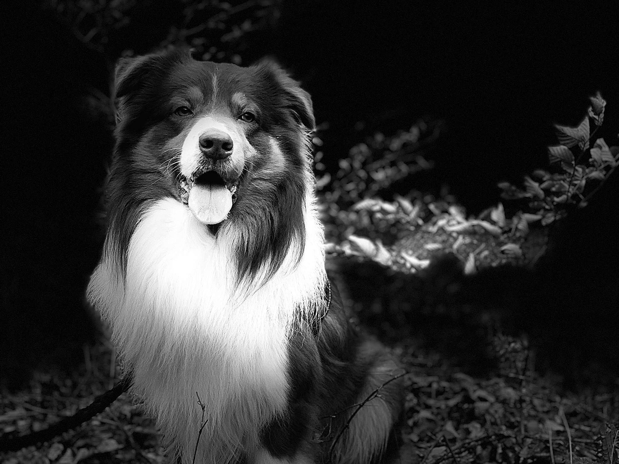 Nikson a rejoint le concours — aidez-le/la à gagner de superbes lots ! australian_shepherd, black_and_white, border_collie, canidae, carnivore, collie, companion_dog, dog, dog_breed, fur, herding_dog, mammal, monochrome, monochrome_photography, rare_breed_dog, snout, style, vertebrate, whiskers, working_dog