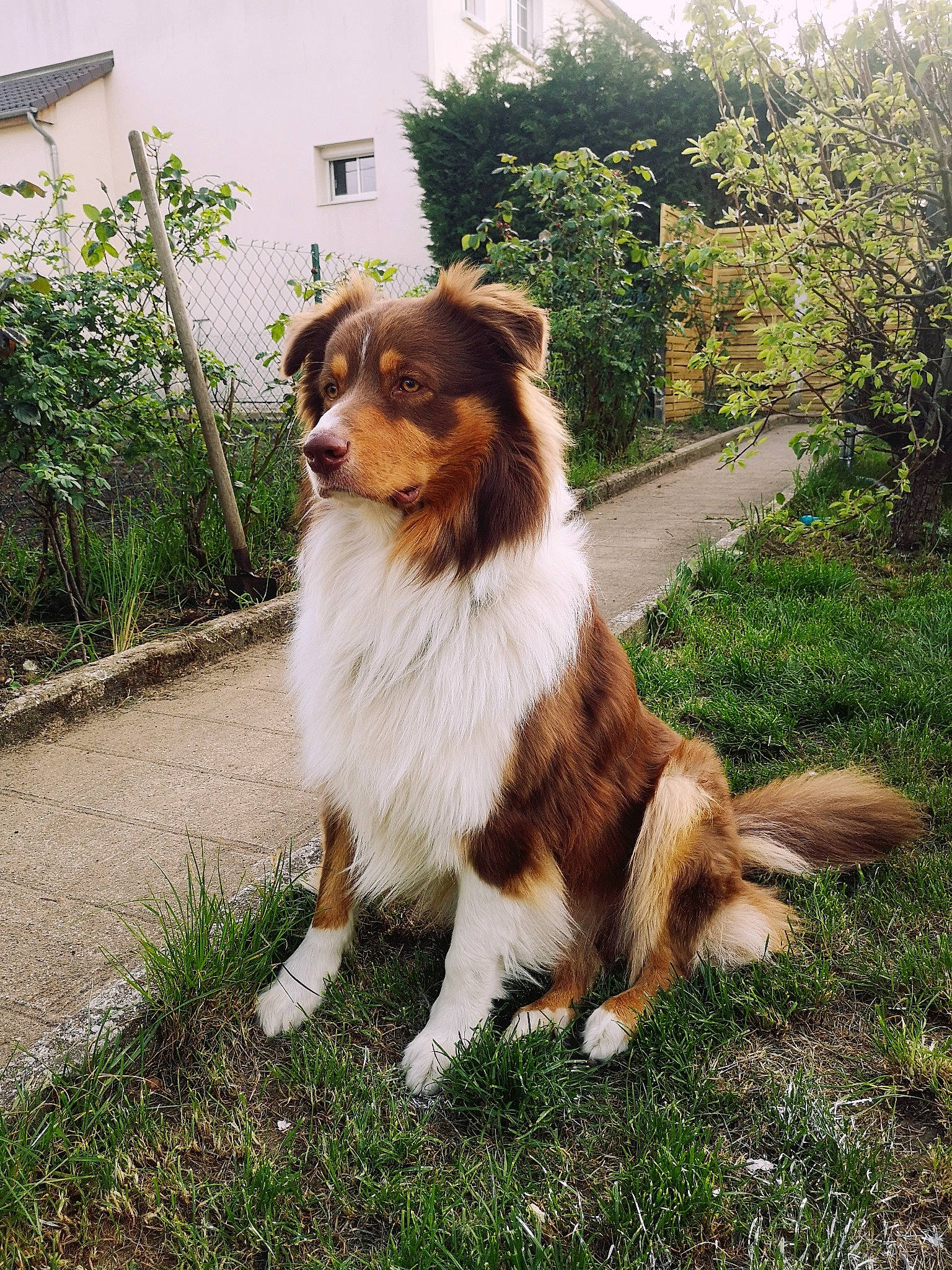 Nikson a rejoint le concours — aidez-le/la à gagner de superbes lots ! australian_collie, australian_shepherd, basque_shepherd_dog, border_collie, canidae, carnivore, collie, companion_dog, dog, dog_breed, english_shepherd, grass, herding_dog, mammal, miniature_australian_shepherd, rare_breed_dog, scotch_collie, sporting_group, vertebrate, working_dog