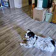 Smudge is registered to the contest to win money with this photo: animal, black_and_white, box, canine, dog, domestic, fan, floor, flooring, fur, furniture, happy, home, indoor, lying_down, pet, relaxed, shelf, spot, wooden_floor