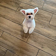 Snugglebug is registered to the contest to win money with this photo: adorable, animal, canine, cute, dog, domestic_animal, ears, floor, fur, house, indoor, looking_up, pet, playful, puppy, small_dog, toes, white_fur, wooden_floor, young_dog
