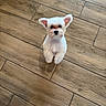 adorable, animal, canine, cute, dog, domestic_animal, ears, floor, fur, house, indoor, looking_up, pet, playful, puppy, small_dog, toes, white_fur, wooden_floor, young_dog