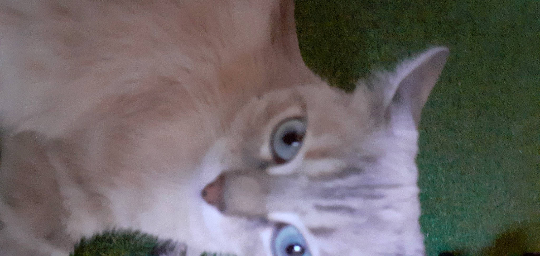 Gwada a rejoint le concours — aidez-le/la à gagner de superbes lots ! carnivore, cat, close_up, domestic_short_haired_cat, ear, eye, eyelash, fawn, felidae, fur, gesture, grass, photo_caption, small_to_medium_sized_cats, snout, terrestrial_animal, whiskers, window