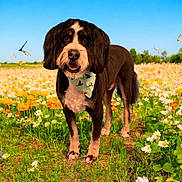 Samson is registered to the contest to win money with this photo: animal, bandana, blue_sky, butterfly, colorful, cute, dog, flower_field, friendly, grass, greenery, mammal, nature, outdoor, pet, portrait, spring, summer, sunlight, walking