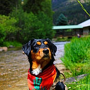 Mr. Whiskers is registered to the contest to win money with this photo: adventure, animal, bandana, canine, creek, dog, forest, grass, greenery, landscape, nature, outdoor, pet, portrait, rural, scenery, summer, sunlight, tree, water