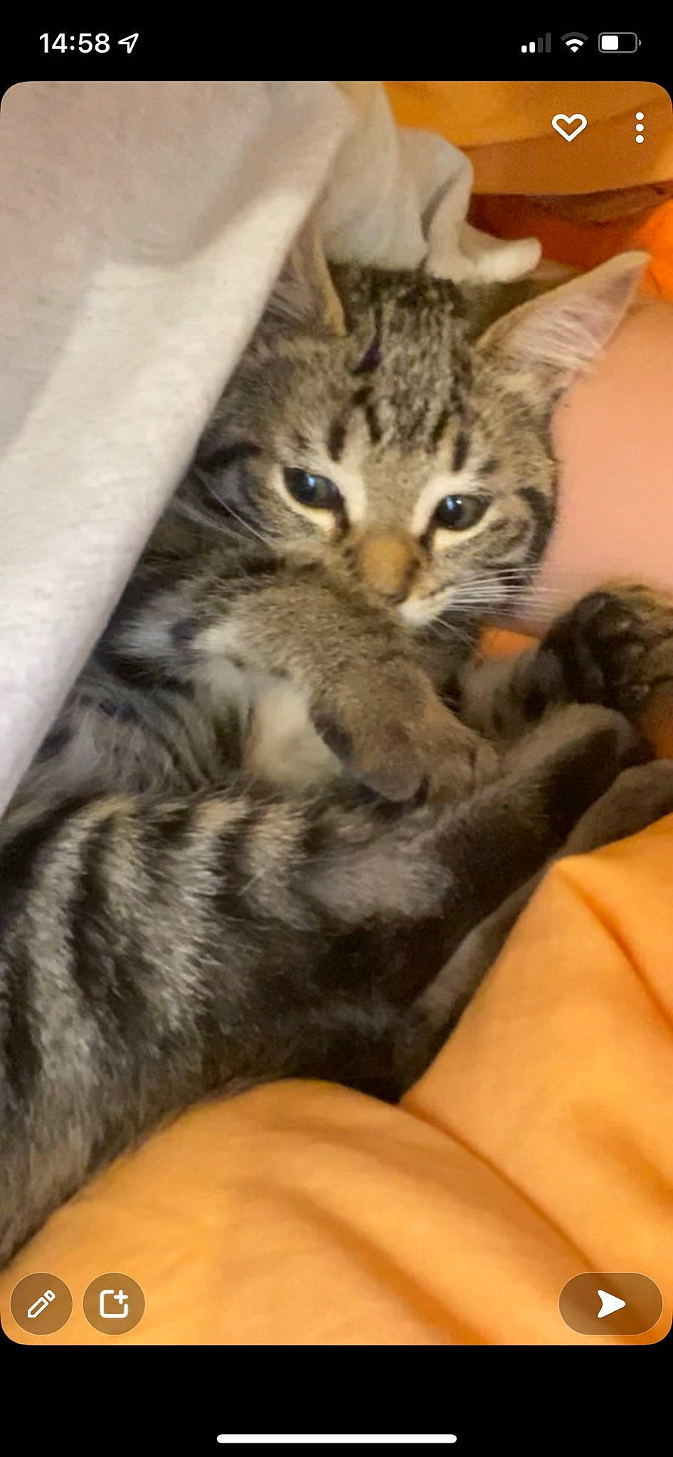 Nala participe au concours pour gagner de l'argent avec cette photo : carnivore, cat, claw, comfort, domestic_short_haired_cat, felidae, fur, nail, paw, small_to_medium_sized_cats, snout, tail, terrestrial_animal, whiskers