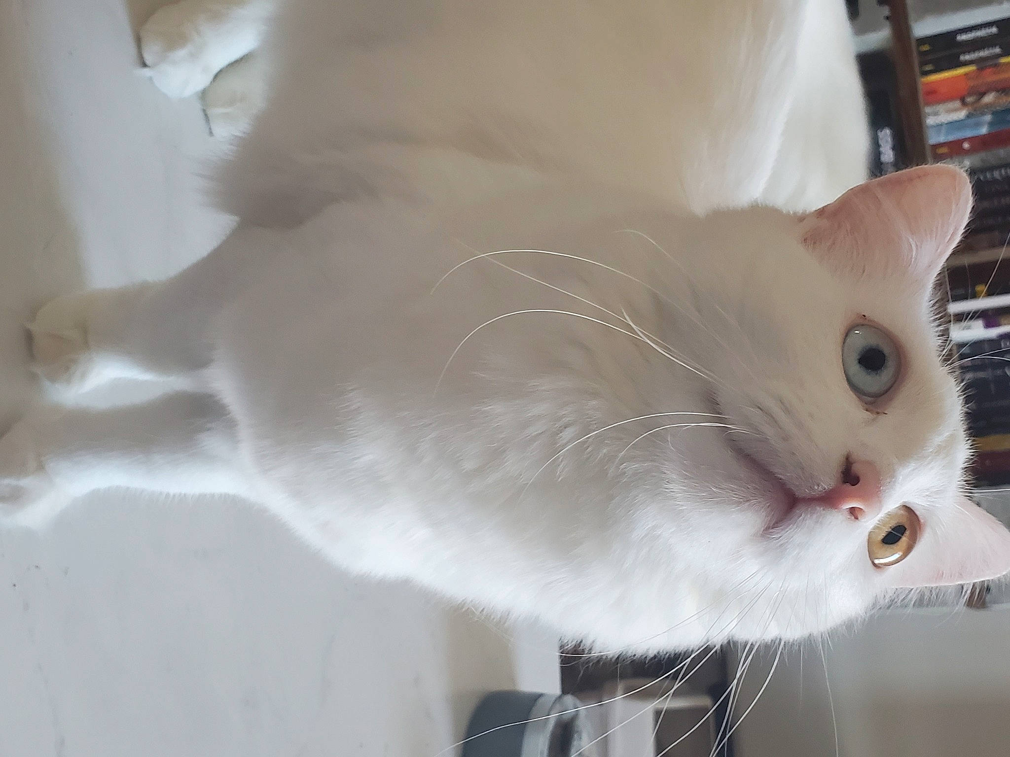 Janine participe au concours pour gagner de l'argent avec cette photo : bookcase, carnivore, cat, claw, collar, composite_material, domestic_short_haired_cat, fawn, felidae, fur, pet_supply, shelf, shelving, small_to_medium_sized_cats, snout, tail, whiskers