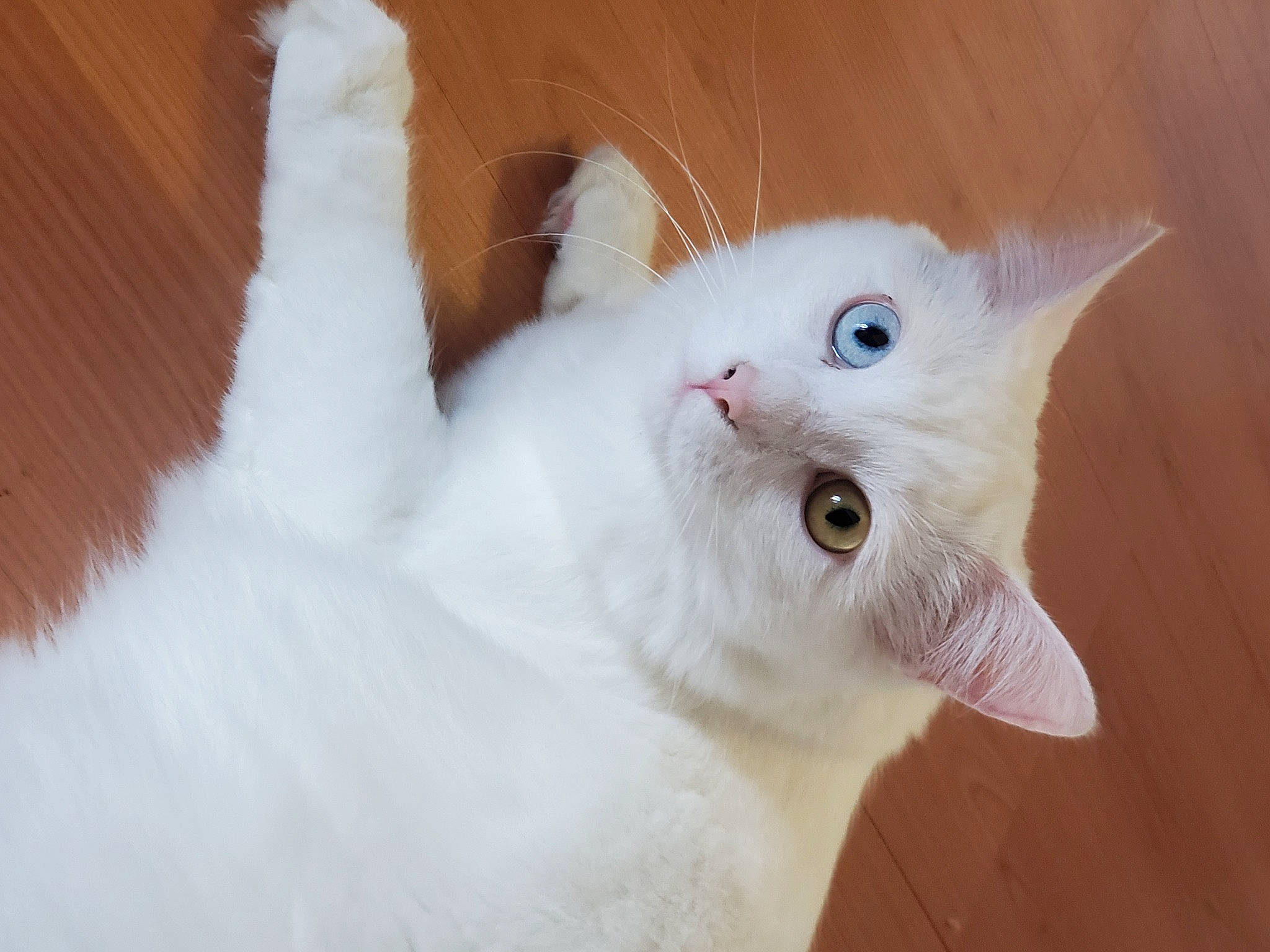 Janine a rejoint le concours — aidez-le/la à gagner de superbes lots ! carnivore, cat, claw, comfort, domestic_short_haired_cat, ear, fawn, felidae, fur, paw, small_to_medium_sized_cats, snout, tail, terrestrial_animal, whiskers, window