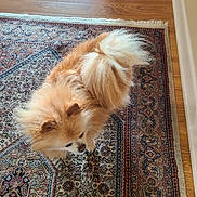 Lily is registered to the contest to win money with this photo: dog, fluffy, small_dog, brown, white, tail, fur, carpet, rug, patterned_rug, wood_floor, indoor, pet, animal, cute, domestic, floor, home, canine, furry