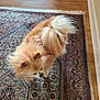 dog, fluffy, small_dog, brown, white, tail, fur, carpet, rug, patterned_rug, wood_floor, indoor, pet, animal, cute, domestic, floor, home, canine, furry