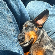 Rowdy is registered to the contest to win money with this photo: dog, sleeping, denim, jeans, paw, fur, sunlight, relaxing, pet, animal, closeup, resting, cute, cozy, indoors, snuggle, portrait, canine, quiet, peaceful