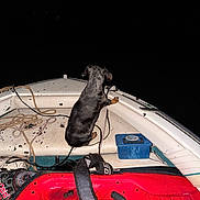 Rowdy is registered to the contest to win money with this photo: adventure, animal, black_dog, blue_box, boat, boating, canine, dark_background, deck, dog, marine_gear, nautical, night, outdoor, paddleboard, pet, red_equipment, rope, standing, watercraft