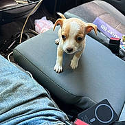 Luna is registered to the contest to win money with this photo: puppy, dog, car_interior, seat, denim, clothing, curious, small_dog, animal, pet, young_dog, looking_up, car_seat, interior, casual, clutter, jeans, seatbelt, container, floor