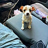 Luna is registered to the contest to win money with this photo: puppy, dog, car_interior, seat, jeans, pet, cute, small_dog, canine, looking_at_camera, indoor, vehicle, animal, young_dog, adorable, companion, domestic_animal, front_seat, curious, brown_and_white