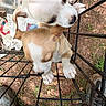Luna joined the competition — help win amazing prizes! puppy, dog, cage, outdoor, dirt, grass, metal_bars, paw, cute, young_dog, animal, pet, brown_and_white, white_dog, close_up, looking_up, curious, small_animal, nature, footwear