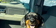 Rowdy Wofford joined the competition — help win amazing prizes! dog, dachshund, car_interior, sunlight, smiling, pet, animal, seat, window, blue_sky, clouds, happiness, portrait, vehicle, daylight, shadow, leather_seat, seatbelt, cute, companion