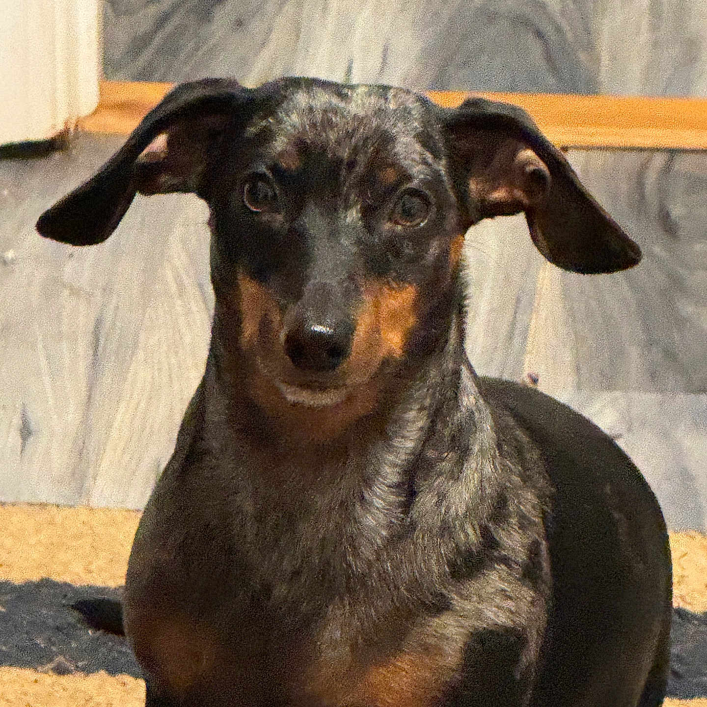 Rowdy Wofford joined the competition — help win amazing prizes! alert, animal, black, brown, canine, companion, cute, dachshund, dog, domestic_animal, ears, floor, fur, indoor, looking, pet, portrait, sitting, small_dog, striped_rug