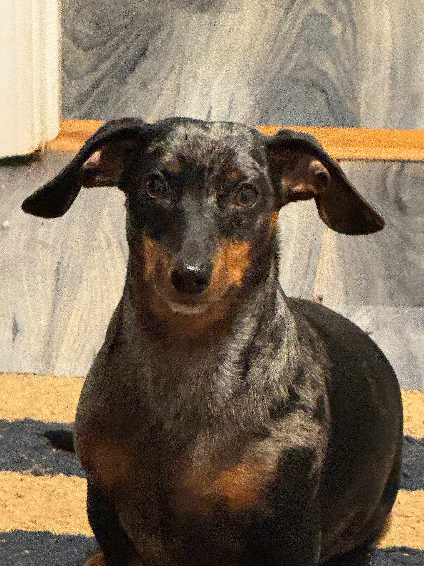Rowdy Wofford joined the competition — help win amazing prizes! alert, animal, black, brown, canine, companion, cute, dachshund, dog, domestic_animal, ears, floor, fur, indoor, looking, pet, portrait, sitting, small_dog, striped_rug