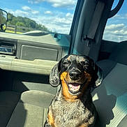 Rowdy Wofford joined the competition — help win amazing prizes! dog, dachshund, car_interior, sunlight, smiling_dog, happy, pet, animal, window, seat, sky, clouds, daylight, vehicle, leather_seat, seatbelt, shadow, portrait, closeup, outdoor_view