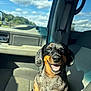 Rowdy Wofford joined the competition — help win amazing prizes! dog, dachshund, car_interior, sunlight, smiling, pet, animal, seat, window, daylight, happy, canine, domestic_animal, leather_seat, shadow, seatbelt, vehicle, outdoor_view, sky, clouds