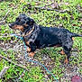 alert, animal, black, brown, canine, collar, dachshund, dog, fur, grass, ground, leash, mammal, nature, outdoor, pet, rocks, small_dog, standing, twigs