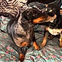 animal, black_dog, blanket, brown_dog, companion, couch, cozy, cute, dog, domestic_animal, floral_pattern, friendship, fur, home, indoor, pet, playful, puppy, snuggling, two_dogs