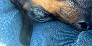 Rowdy Wofford joined the competition — help win amazing prizes! animal, black, brown, casual, close_up, cozy, denim, dog, ears, fur, indoor, jeans, lap, peaceful, pet, resting, sleeping, snout, soft_light, texture