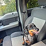 Rowdy Wofford is registered to the contest to win money with this photo: animal, black_dog, brown_dog, car, car_interior, dachshund, dog, greenery, happy, indoor, leaves, looking_up, pet, seat, seatbelt, small_dog, smiling, sunlight, vehicle, window