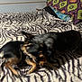 animal, bed, black_dog, blanket, cozy, dog, energy, fun, fur, furry, indoor, motion_blur, patterned_pillow, pet, pillow, playing, room, tan_dog, together, zebra_stripe